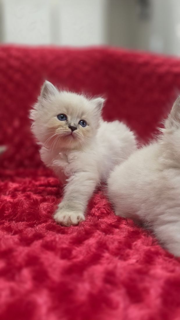 Chaton Sibérien SiberStar