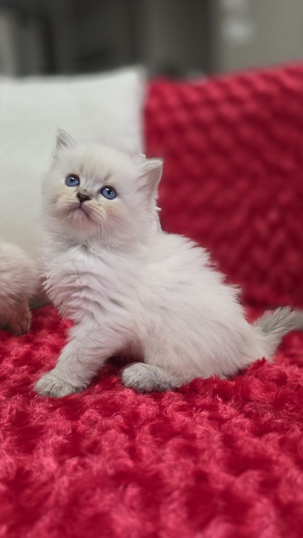 Chaton Sibérien SiberStar