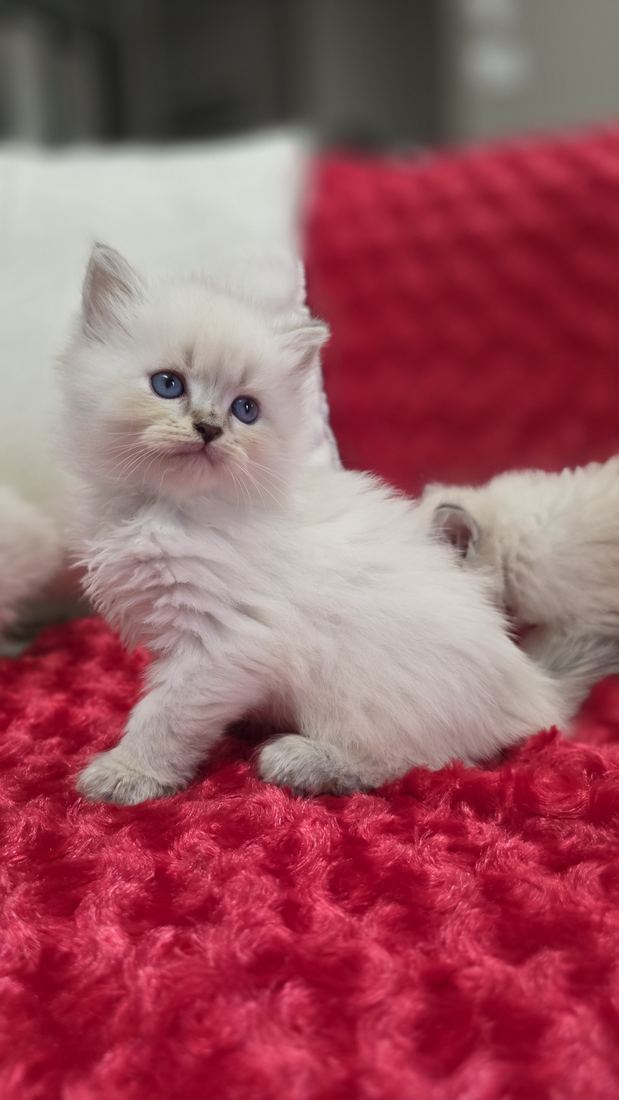Chaton Sibérien SiberStar