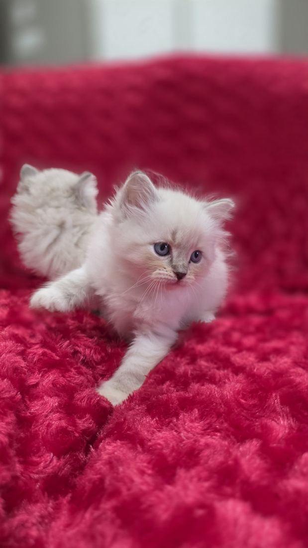 Chaton Sibérien SiberStar