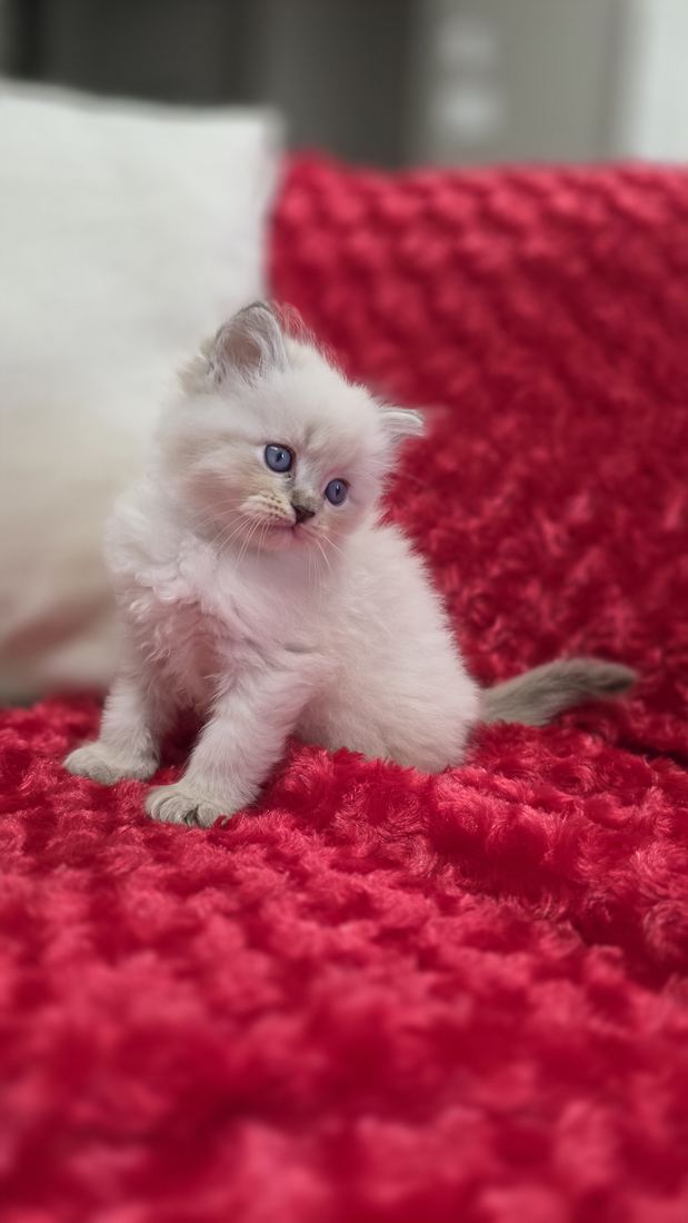 Chaton Sibérien SiberStar