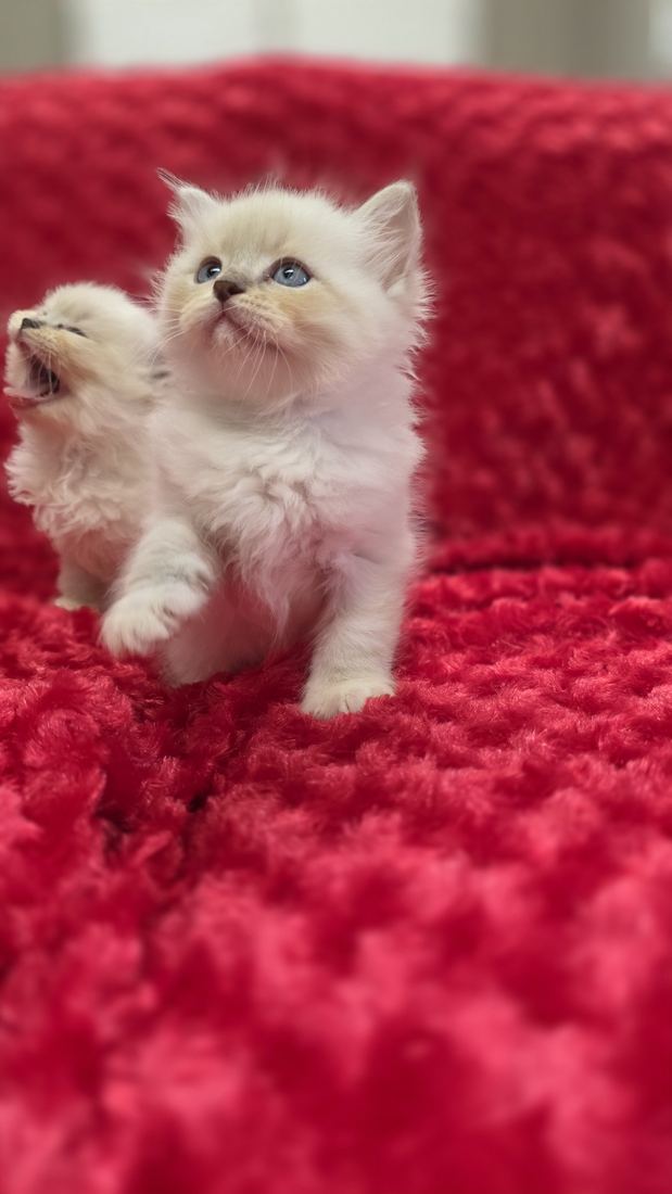 Chaton Sibérien SiberStar