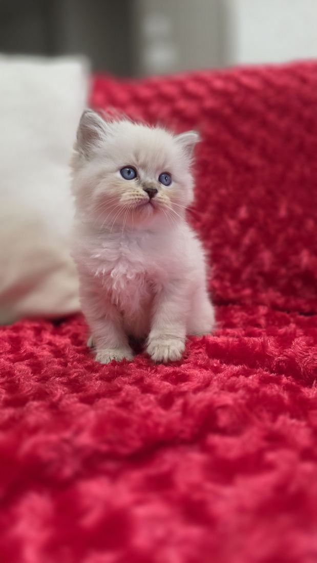 Chaton Sibérien SiberStar