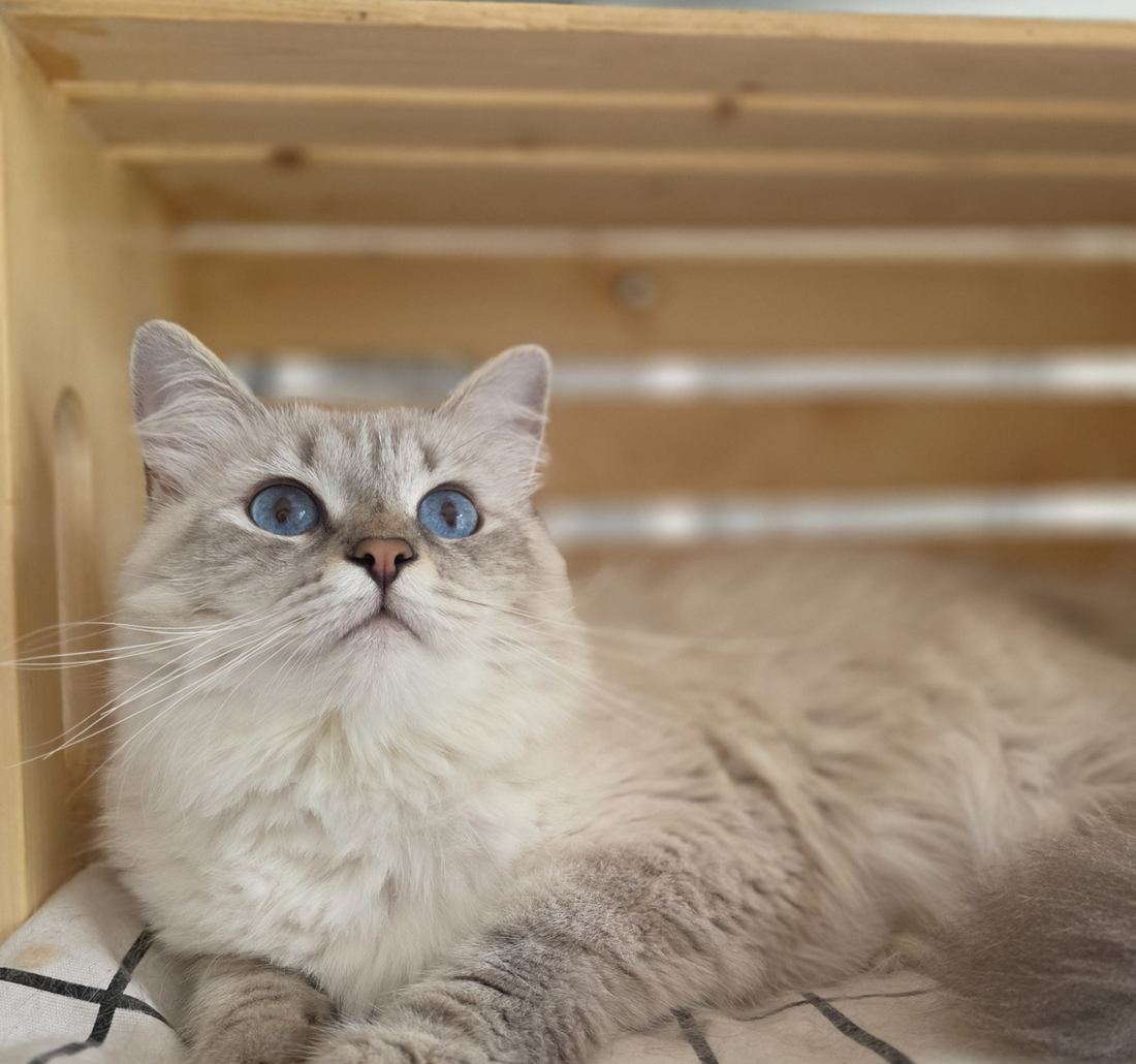 Astra, chatte Sibérienne SiberStar