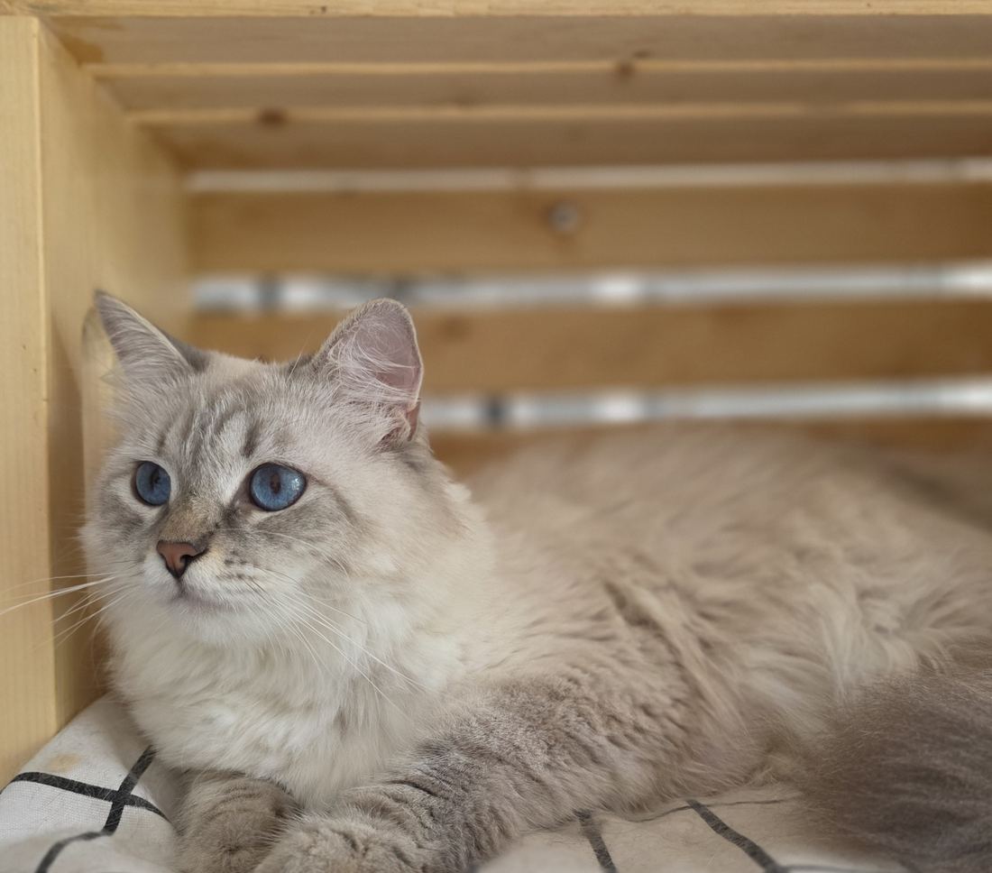 Astra, chatte Sibérienne SiberStar