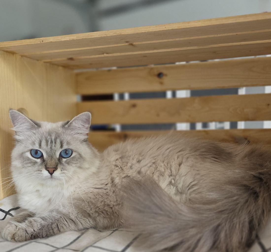Astra, chatte Sibérienne SiberStar