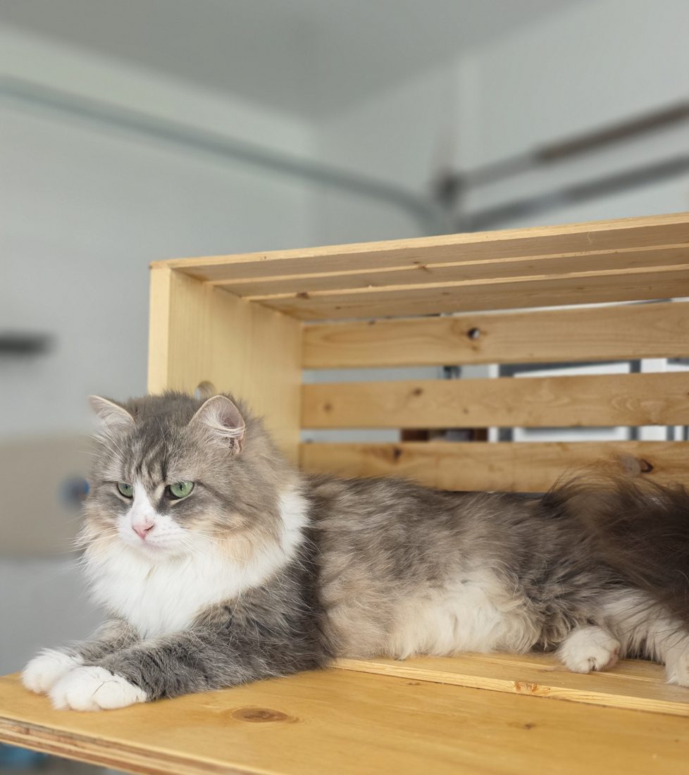 Camelia, chatte Sibérienne SiberStar