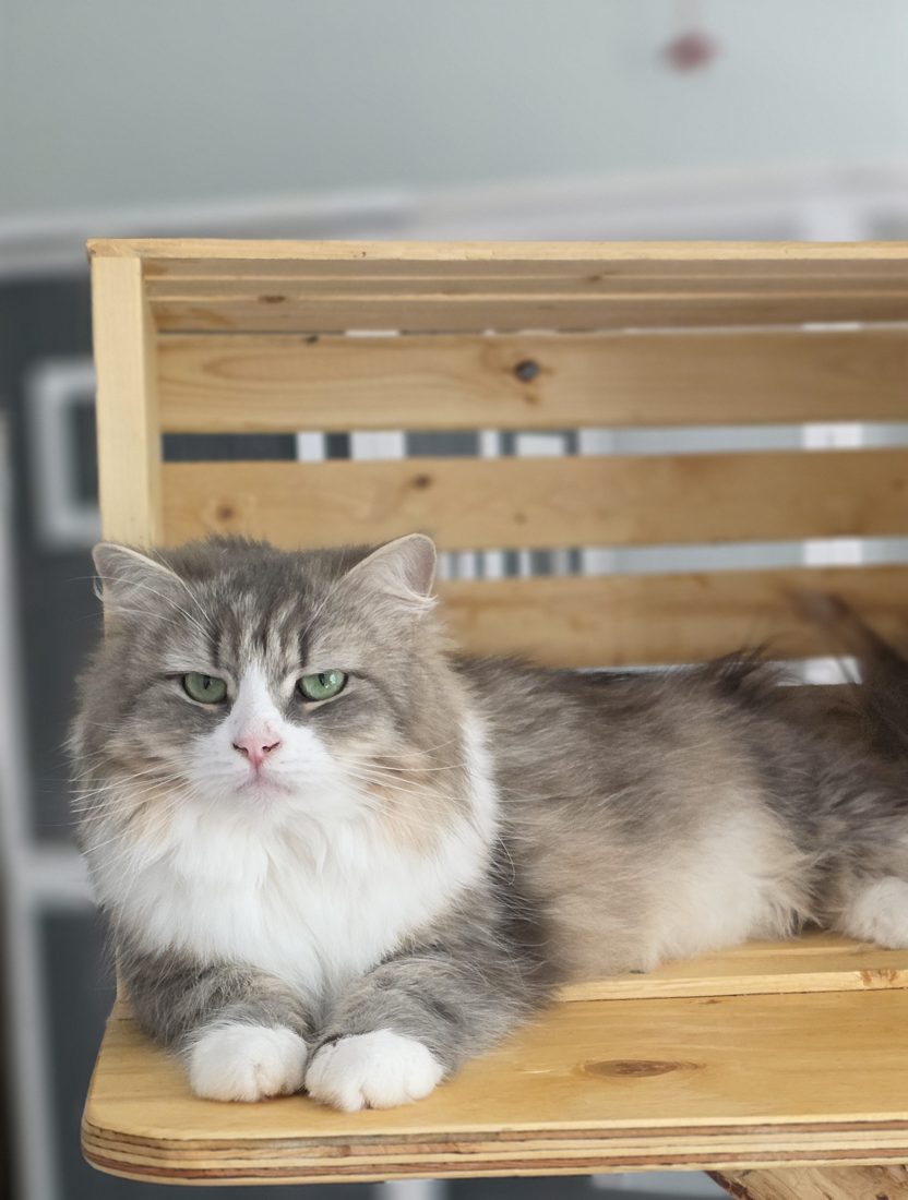 Camelia, chatte Sibérienne SiberStar