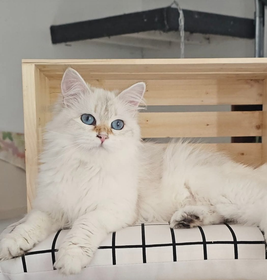 Rosalia, chatte Sibérienne SiberStar