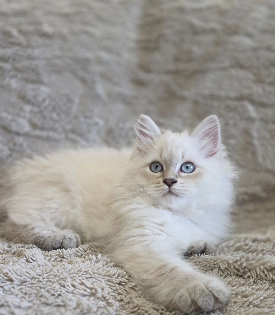 Chaton, portée du 10 juin 2026, SiberStar