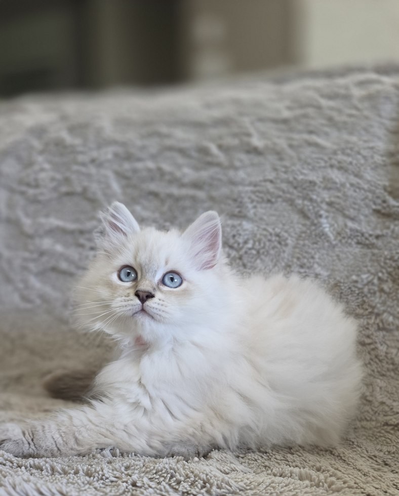 Chaton, portée du 10 juin 2026, SiberStar