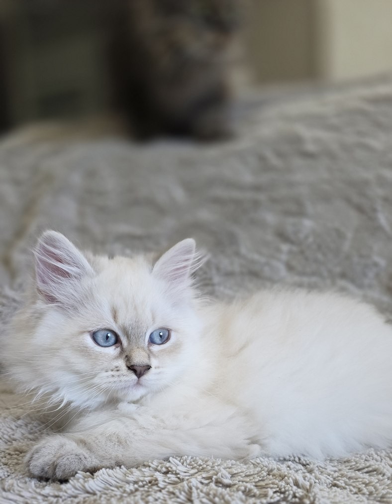 Chaton, portée du 10 juin 2026, SiberStar