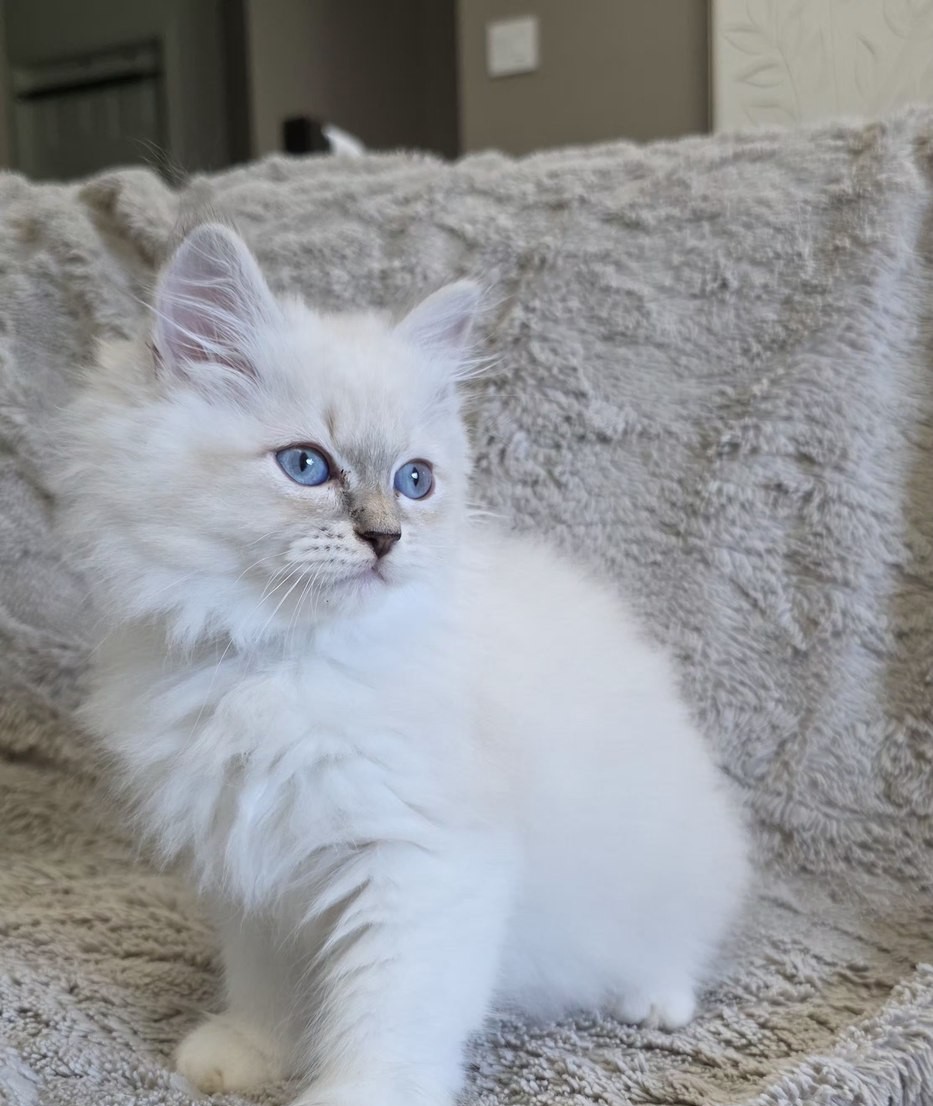 Chaton, portée du 10 juin 2026, SiberStar