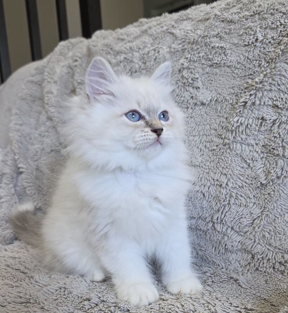 Chaton, portée du 10 juin 2026, SiberStar