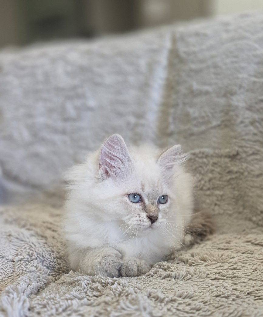 Chaton, portée du 10 juin 2026, SiberStar