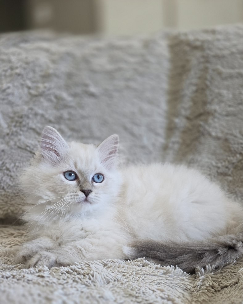 Chaton, portée du 9 juin 2026, SiberStar
