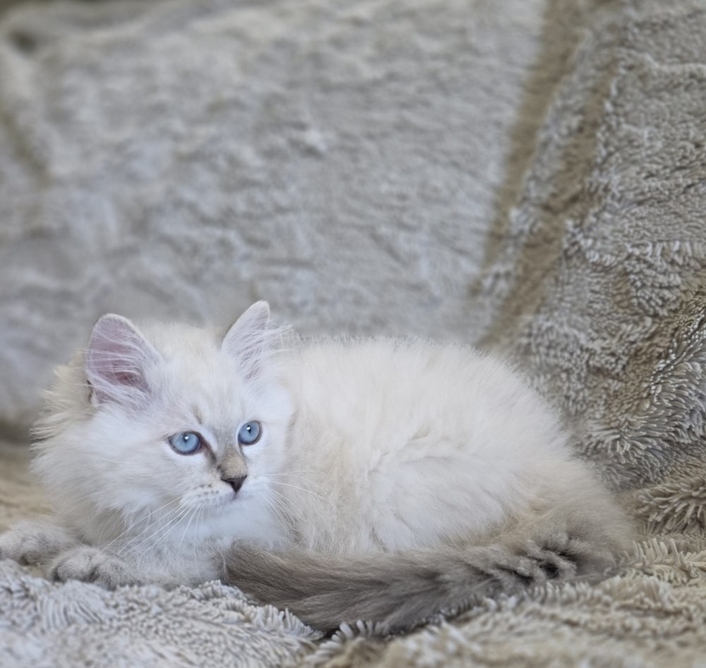 Chaton, portée du 9 juin 2026, SiberStar
