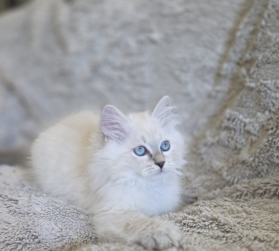 Chaton, portée du 9 juin 2026, SiberStar