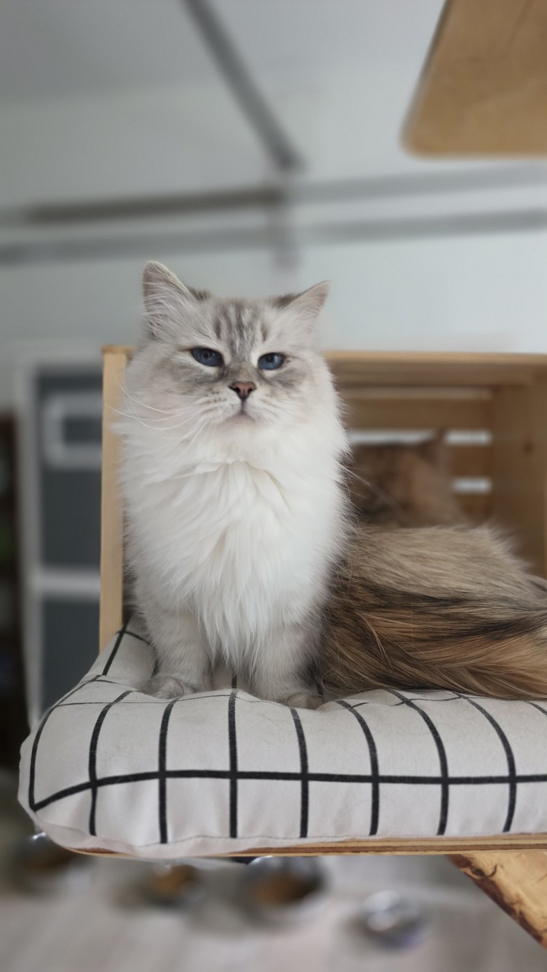 Étoile SiberStar